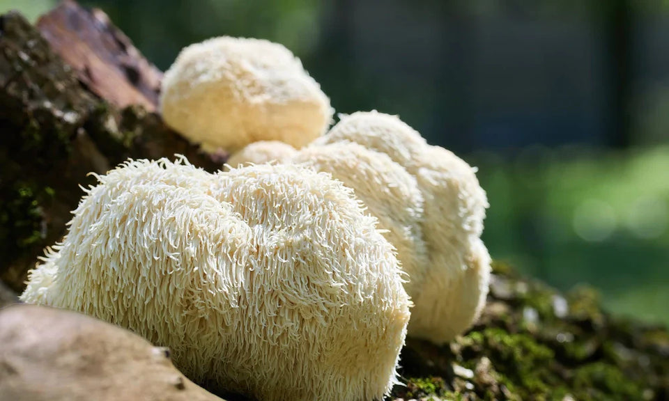 Lion’s Mane Mushroom: Brain Benefits Backed by Science