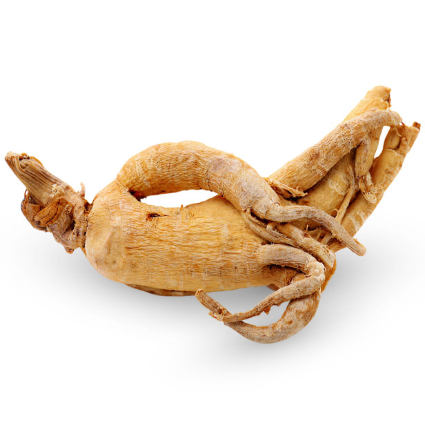 American Ginseng