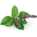 Holy Basil (Tulsi)