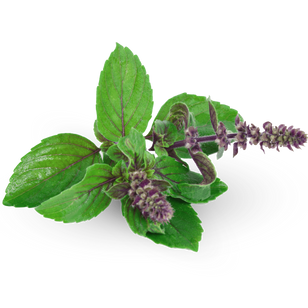 Holy Basil (Tulsi)