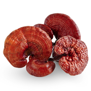 Reishi mushroom