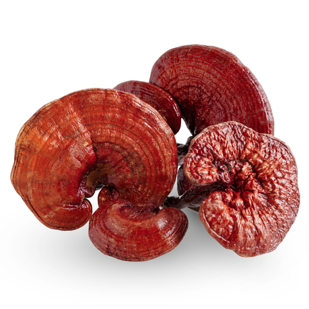 Reishi mushroom