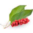 Schisandra