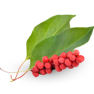 Schisandra