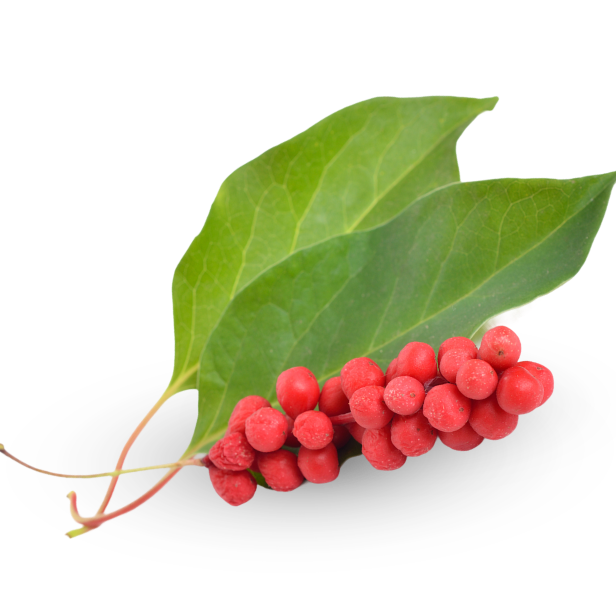 Schisandra
