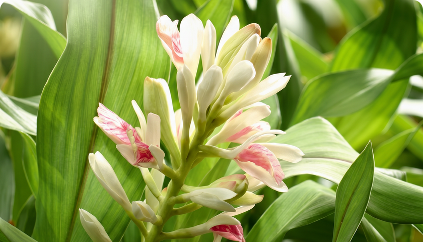 Alpinia galanga