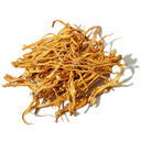 Cordyceps