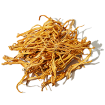 Cordyceps