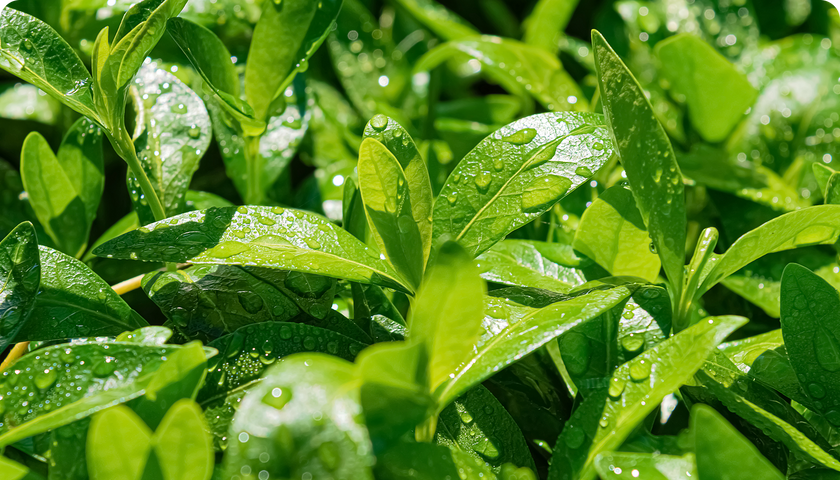 Green Tea Extract