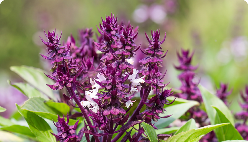 Holy Basil (Tulsi)