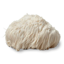 Lion’s mane mushroom 