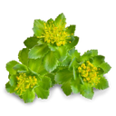 Rhodiola rosea
