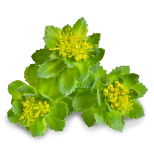 Rhodiola rosea