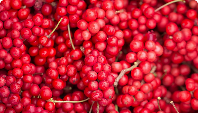 Schisandra